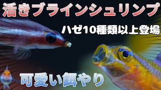 【ハゼ10種類以上】海水魚水槽のハゼたちに活きブラインシュリンプで可愛い餌やり動画