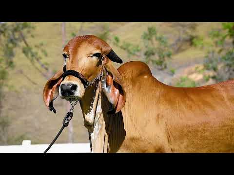 LOTE 19   SSAF 185