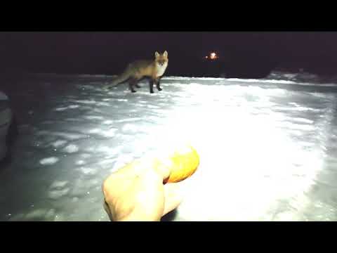 Видео: Лиса в гостях у Ветра. Зимний вечер в Синеньких. Февраль 2023г. #Ветер_Вольный