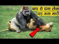 गोरिल्ला और शेर की लड़ाई में कौन जीतेगा gorilla vs lion comparison