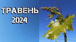 Травень 2024. Роботи на винограднику у травні