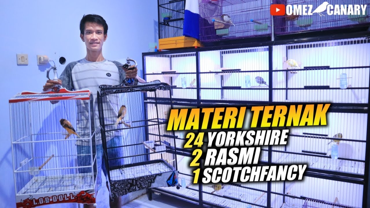 Persiapan ternak Yorkshire & Rasmi | Berkah Canary Peyang boyolali