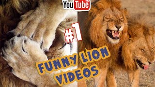 Funny Lion Videos 2020