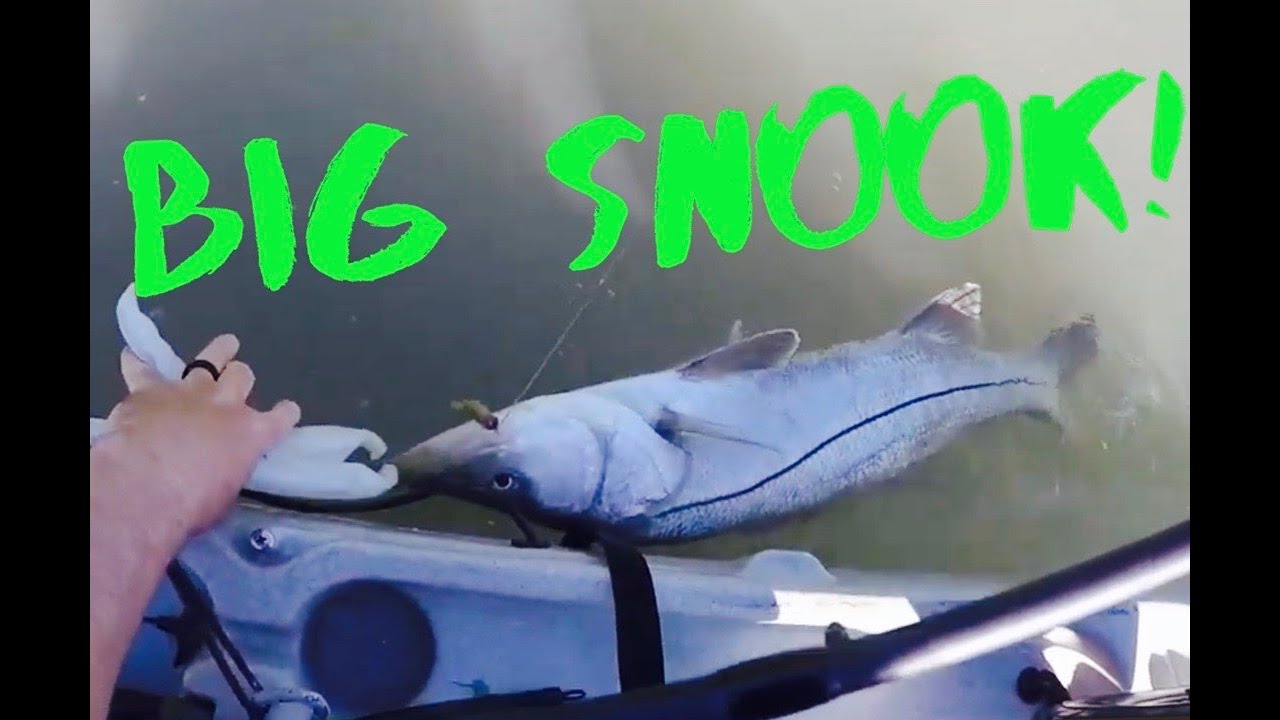 Flats fishing St. Pete/Clearwater, always bring a net!