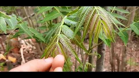 Qhia Tshuaj Npua Tuag Aws, Tshuaj Phiv Zoo Heev 4/5/2020