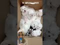 Dapat kiriman Berisi DOGI ‼️ homepet622