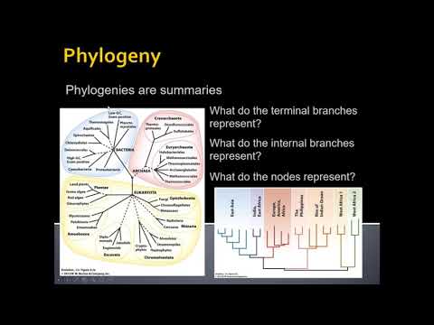 Video: Phylogeny siv rau dab tsi?