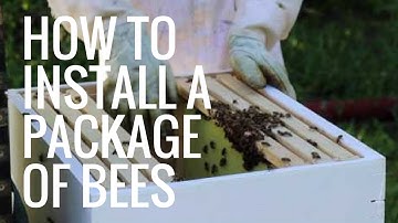 Easy How To Install A Package Of Bees