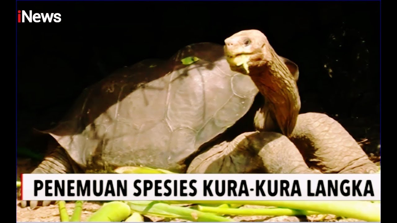 30 Kura-kura dari 2 Spesies Langka Ditemukan di Galapagos, Ekuador - iNews Pagi 04/02