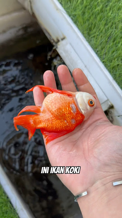 Download lagu Ikan koki mati semua #hendrajit #ikanhias #ikan #ikanhiastawar #ikankoki #koi #koifish #kolamikan