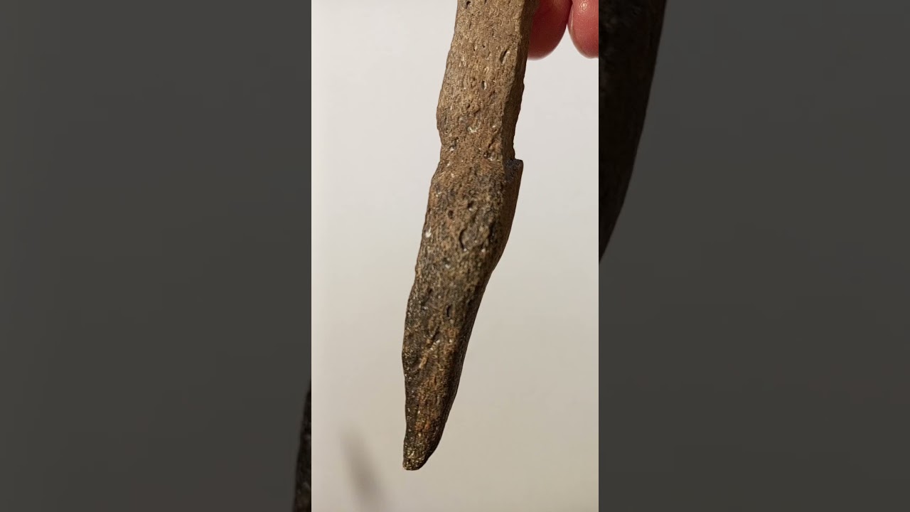 Интересная окаменевшая кора дерева возрастом 55 мл лет Interesting Fossilized Tree Bark 55 Ml Yr Old