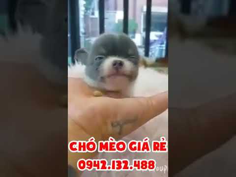 chihuahua lai cực đểu ( 5 triệu ) 0942132488 - CHÓ MÈO CẢNH GIÁ RẺ #Shorts