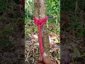 The More You Pull, The Stronger It Gets! #ropetrick #outdoorskills
