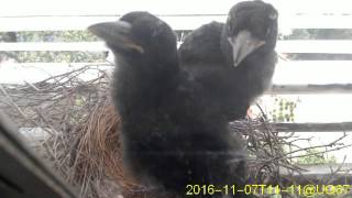 20161107T1101~1130