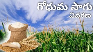 Wheat farming | Cultivation in telugu | Farm in Arms