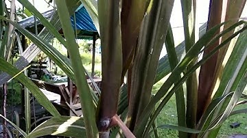Wow... Ajaib Manfaat Tebu hitam untuk obat Herbal I KANDUNGAN KIMIANYA MEMANG BEDA