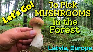 СОБИРАЕМ ГРИБЫ! 2021 🌲🌲🌲 #7