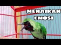 Cucak Ijo Dijamin Emosi Ikut Gacor Dengan Pancingan Cucak Ijo Gacor Ini Mp3 - Mp4 Download