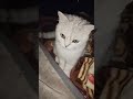 میو میو بلی کے مزے دار لمحات 😻 | Crazy Cat Moments + Cute Song