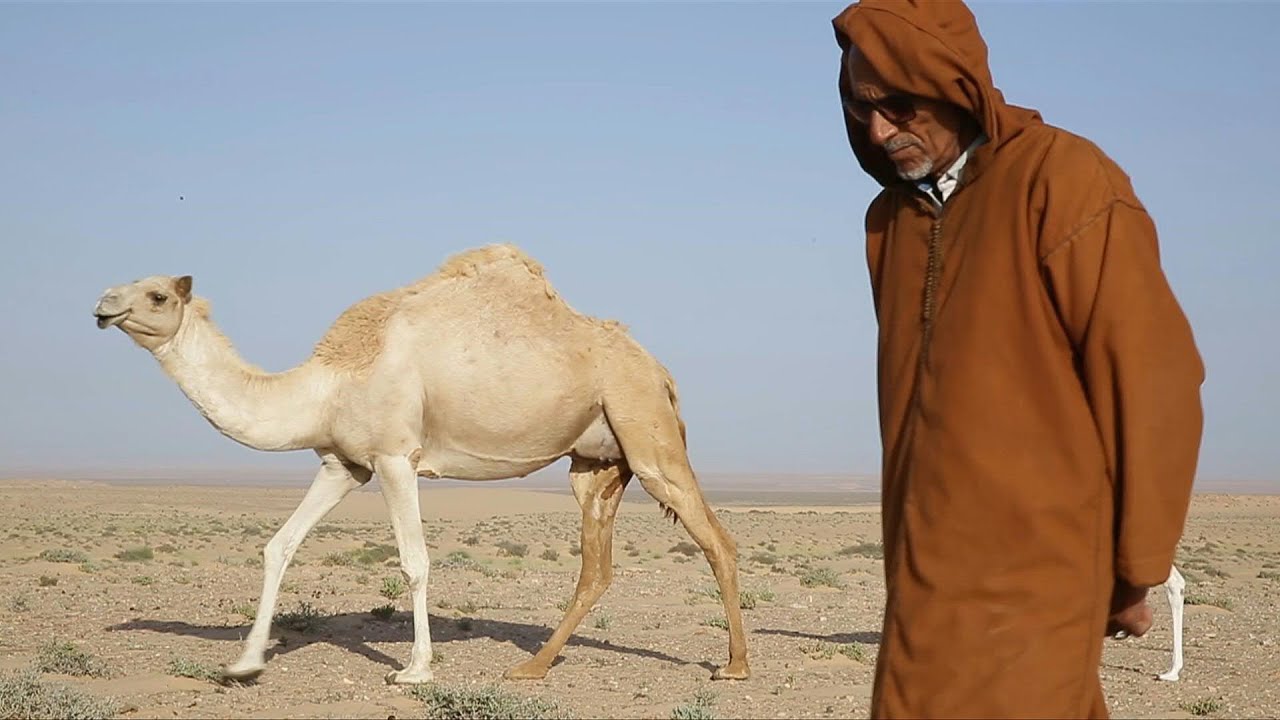 Camel herding in Western Sahara a passion with pedigree | AFP