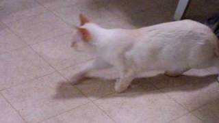 100_0063.MOV