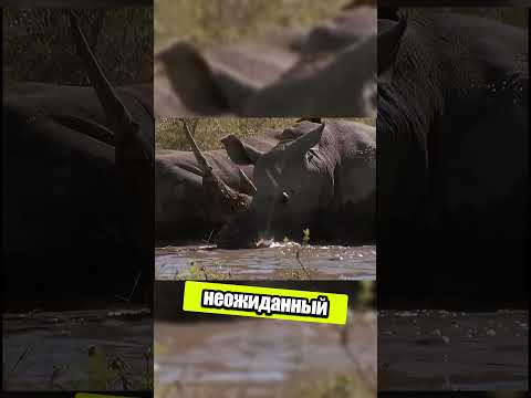 Неожиданные помощники носорога 🐢🦏