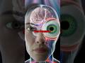 Those Tiny Worms in Your Vision Are Real… And They’re Inside Your Eye 😱