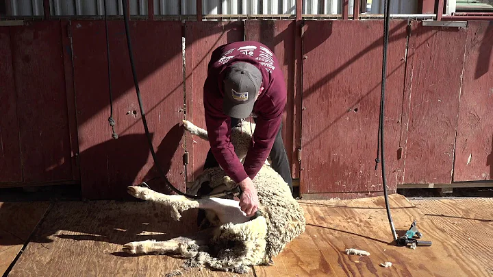 Mike Schuldt - Sheep Shearing School - Demonstatio...