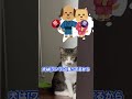 ポケモン説？ウソかよ！　　　　　　　保護猫シンとテンの物語