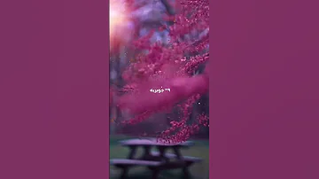 انشوده زوجات الرسول صلى الله عليه وسلم 