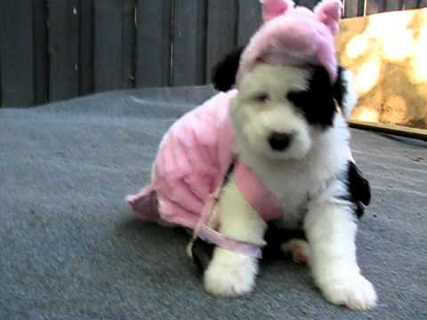 halloween-costume.-pig-or-puppy?-oink-or-woof?-www.sheepdogpup.com