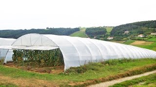 Cómo elegir un buen Plástico para un Invernadero - TvAgro por Juan Gonzalo Angel