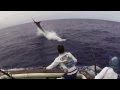 Fighting blue marlin 1075 lbs grander amazing jumps