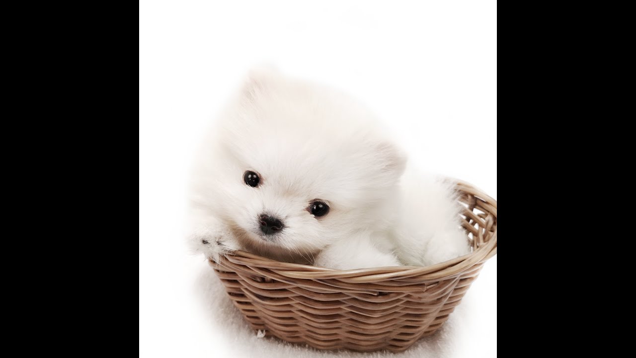 ポメラニアン 白い毛色の手乗りサイズ 初めての子犬q A マルワンblog ペットショップ マルワン 小さめ子犬 美形な子猫 初心者安心のサポート