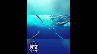 AWESOME Mahi-Mahi Footage Captured on TrollPro Camera