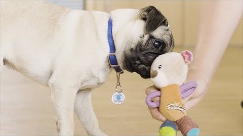 How to Teach Your Dog a Drop | The Battersea Way