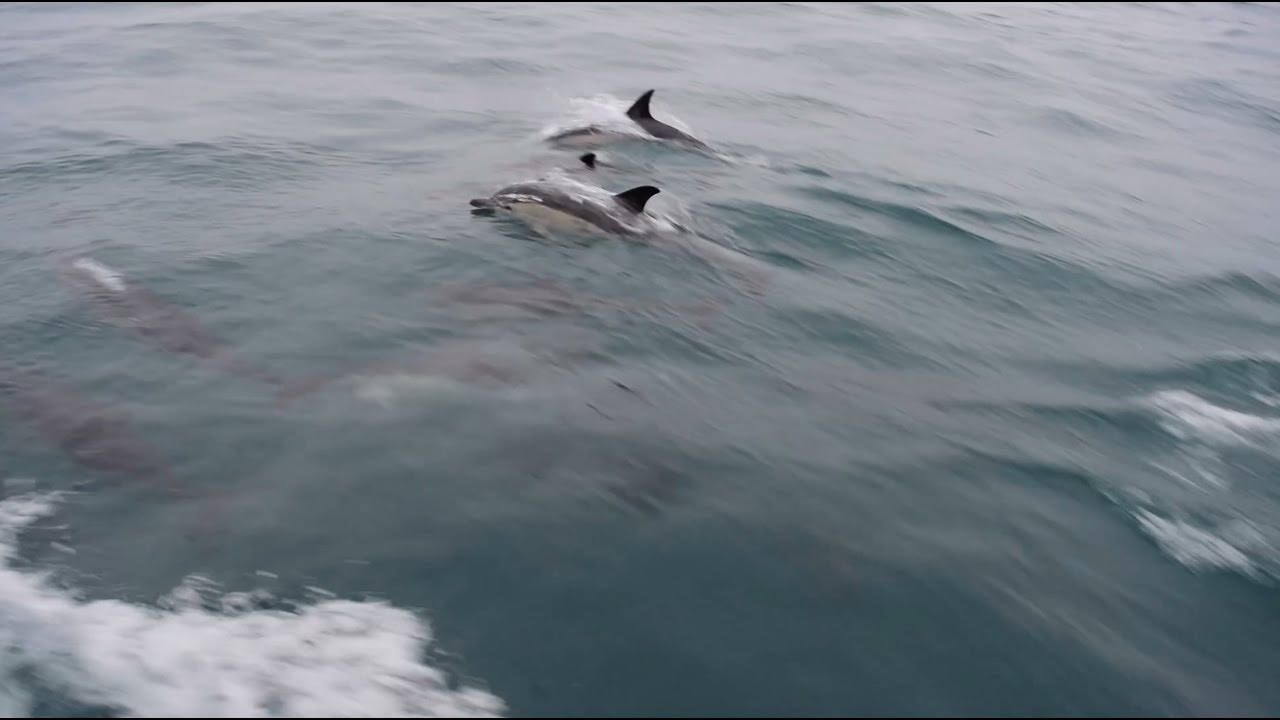 Two aboard Tuuli Ep. 20 - Dolphins guide the way (St. Peter Port, Guernsey → Camaret sur mer, FR)