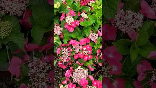 Beautiful Flowers Shots #Flowers #Gardenflowers #Satisfying #Nature #Viral #Video