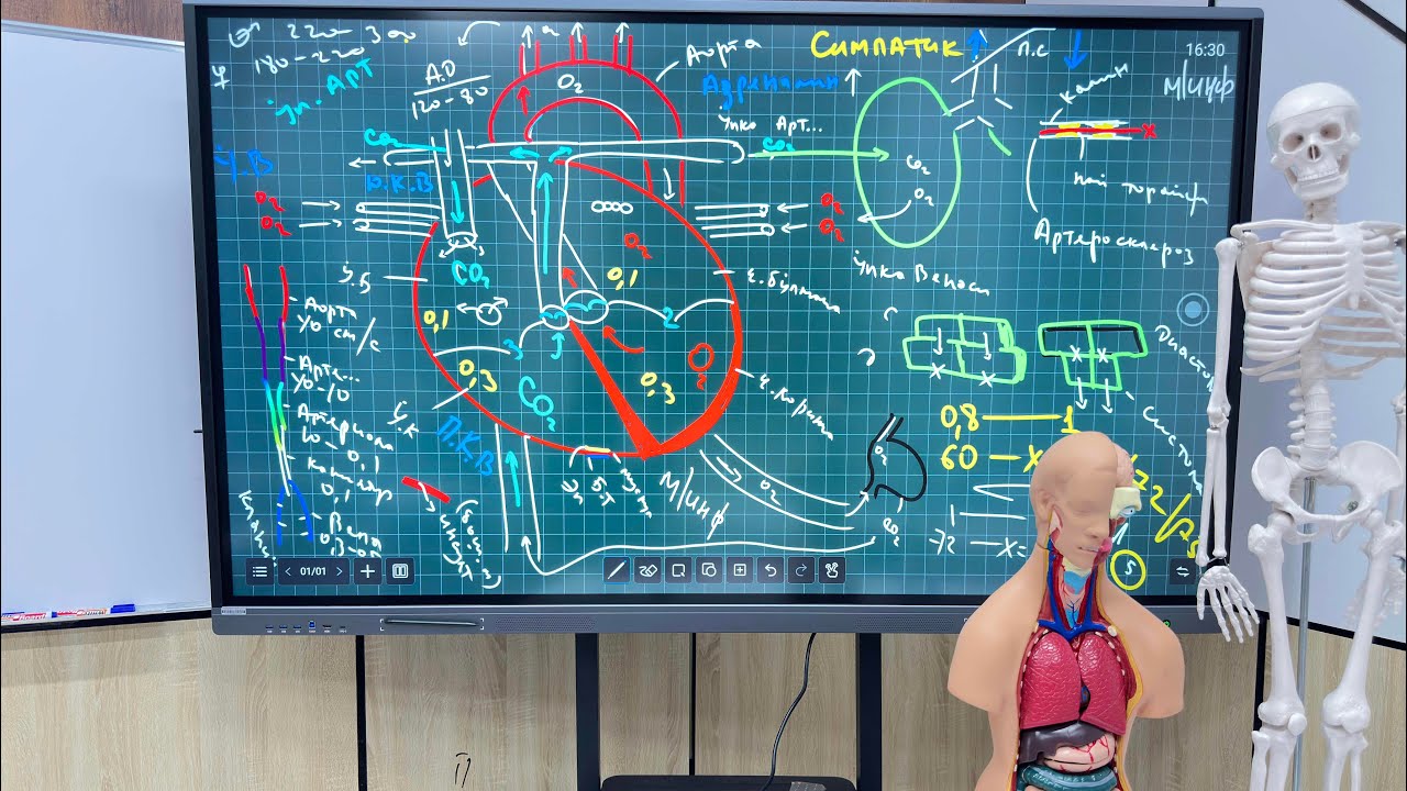 Qon aylanish sistemasi ! (7-dars Anatomiya)