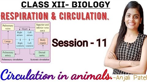 Class XII Biology - Respiration and Circulation : 8.8 - Circulation in animals | Anjali patel |