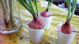 Shallots, Lemon grass and Apple plants from seeds.