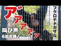 絶叫 かの有名なフクロテナガザルの叫び声 たっぷり収録 東山動物園 絶叫 かの有名なフクロテナガザルの叫び声 たっぷり収録 東山動物園