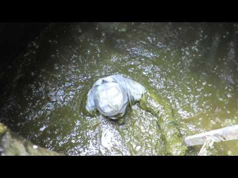 Guelle untersuchung /  Cow farmer looks for runoff manure