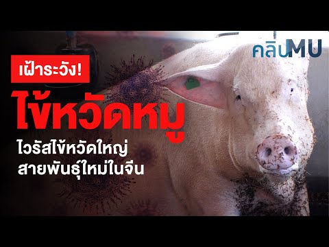 วีดีโอ: แมวในไอโอวาได้รับการวินิจฉัยว่าเป็นไข้หวัดหมู