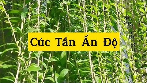 Cây Cúc Tần Ấn Độ phủ xanh tường