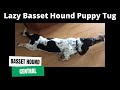 Lazy Basset Hound Puppy | Lazy Tug of War