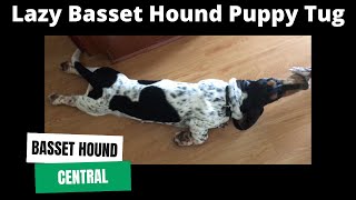 Lazy Basset Hound Puppy | Lazy Tug of War by Basset Hound Central 2,640 views 2 years ago 1 minute, 13 seconds