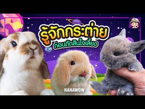 วีดีโอ: กระต่ายบราซิล