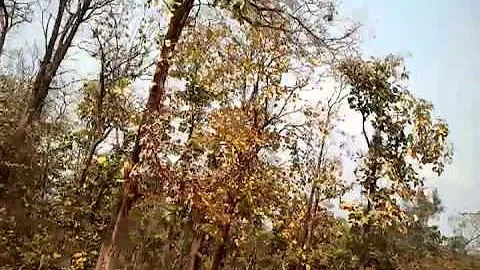 Loka-west 10 miles-square tick forest south sudan