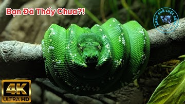 ⚠️ 10 Loài Rắn Độc Đáo Nhất Việt Nam, Bạn Đã Từng Thấy Chúng | Khám Phá Cuộc Sống